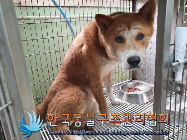 한국동물구조관리협회_441406202301091